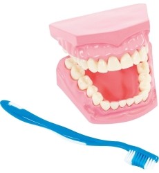 Model for oral hygiene