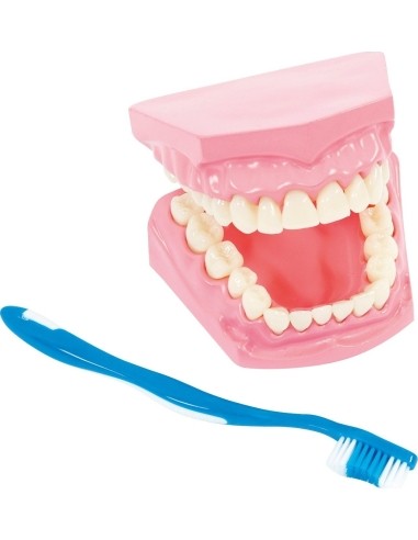 Model for oral hygiene