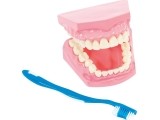 Model for oral hygiene